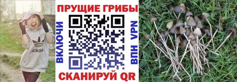Псилоцибиновые грибы ЛСД  сколько стоит  кракен маркетплейс  Старица 